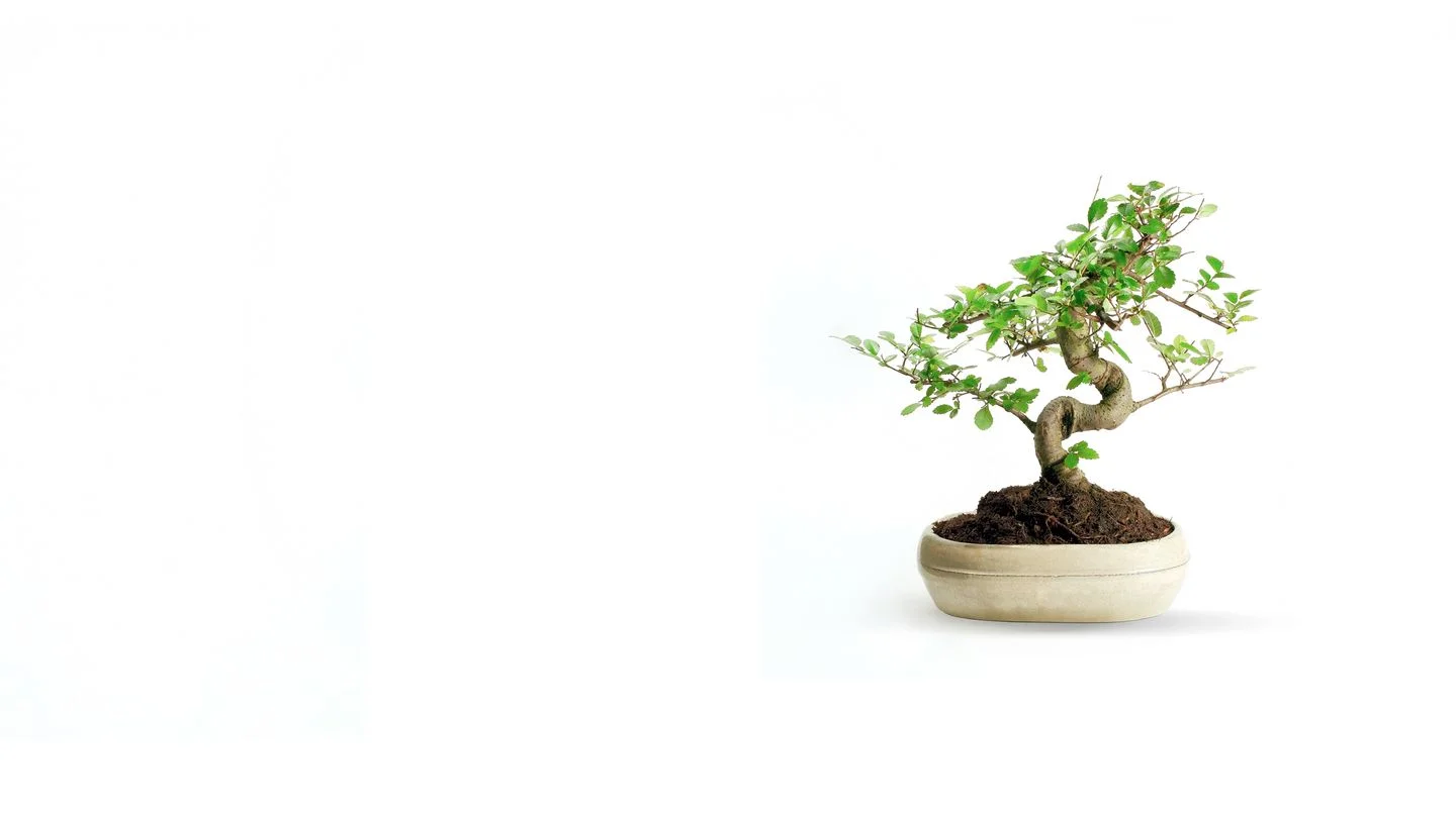 Bonzai Tree